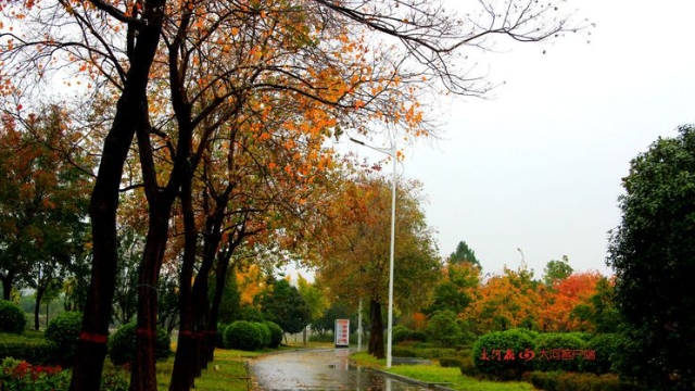 詩情畫意！秋冬之交一場雨 別樣周口落葉美