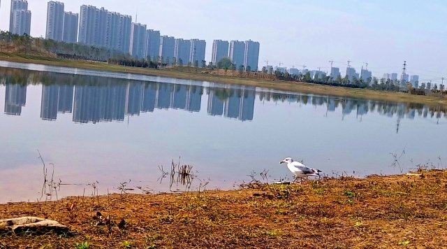 打造水生態(tài)城市，讓周口更宜居