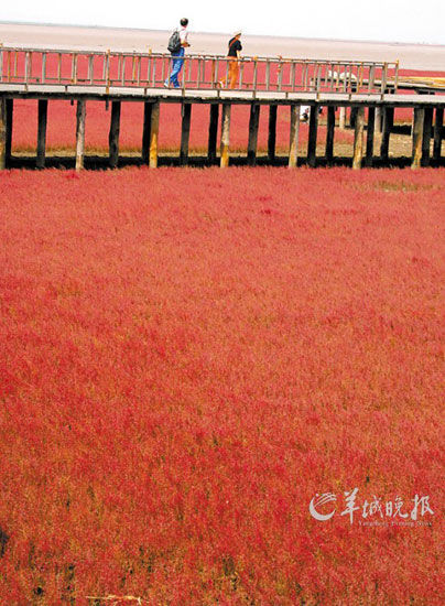 遼寧盤錦紅海灘，面積達9萬畝