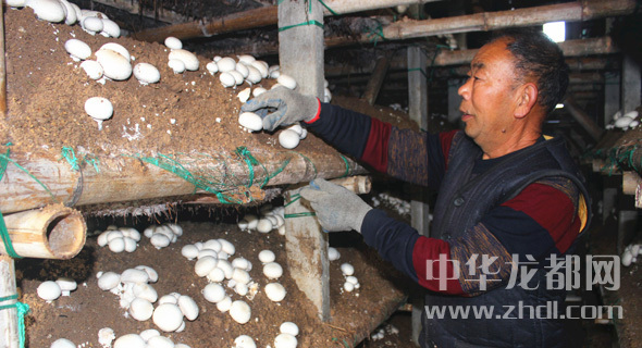 周口項(xiàng)城：食用菌種植基地內(nèi)，工人正在查看雙孢菇長勢